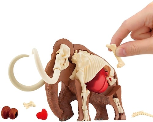 3D Mammoth Dissection Puzzle