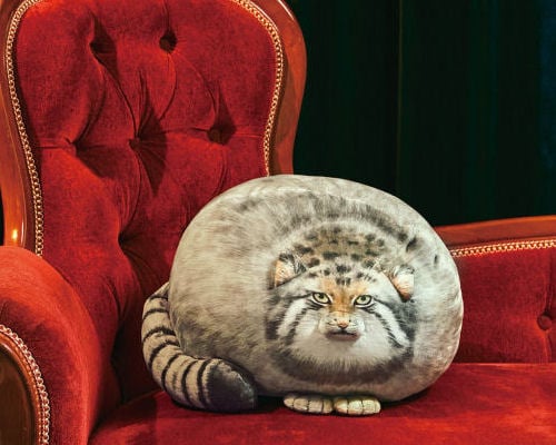Puffy Pallas's Cat Cushion