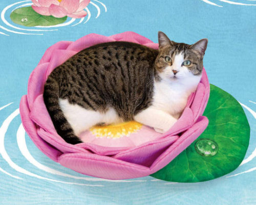 Cat Lotus Cushion