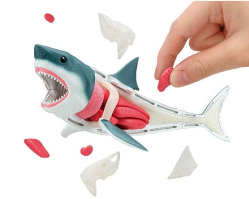 3D Great White Shark Dissection Puzzle
