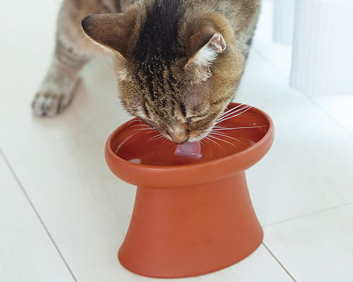 Toko Cat Water Bowl