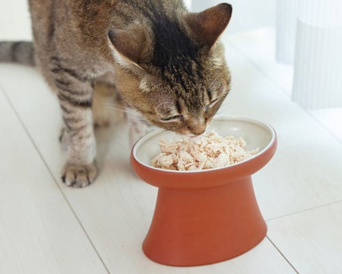 Toko Cat Food Bowl