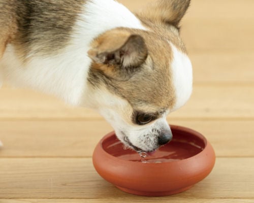 Toko Dog Water Bowl
