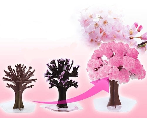 Magic Sakura Home Cherry Blossom Set of 3