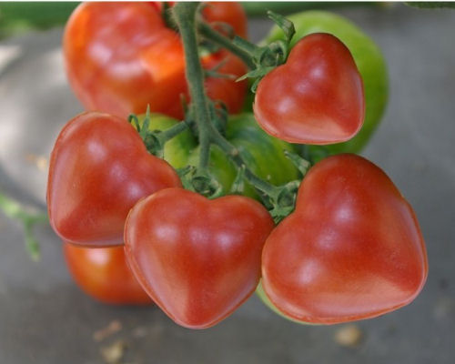 Tomato Heart Molds