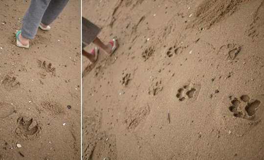 Ashiato Animal Footprint Kids Sandals