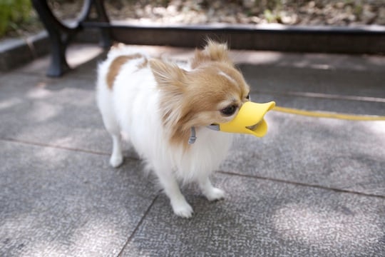 Oppo Dog Muzzle Quack