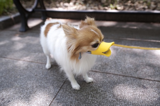 Oppo Dog Muzzle Quack - Duck bill designer pet protection - Japan Trend Shop