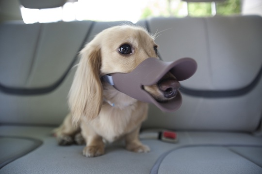 Oppo Dog Muzzle Quack - Duck bill designer pet protection - Japan Trend Shop