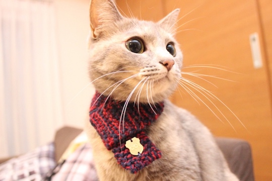 Neko Muffler Knitted Cat Scarf