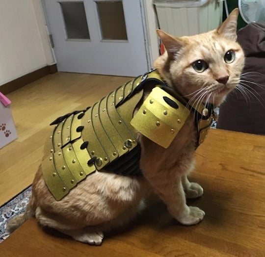Samurai Pet Armor for Cats and Dogs - Small pet clothes - Japan Trend Shop