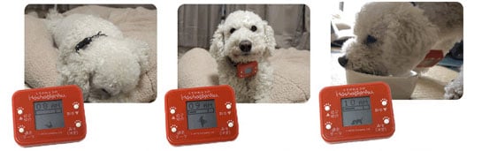 Dog Pedometer from Takara Tomy - Pet gadget - Japan Trend Shop