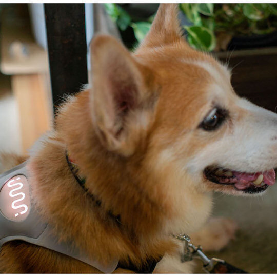Inupathy Dog Mental State Visualizer - Pet emotion display harness - Japan Trend Shop