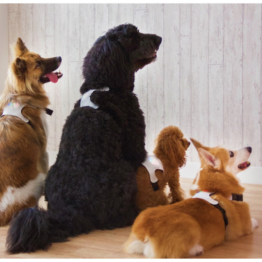 Inupathy Dog Mental State Visualizer - Pet emotion display harness - Japan Trend Shop