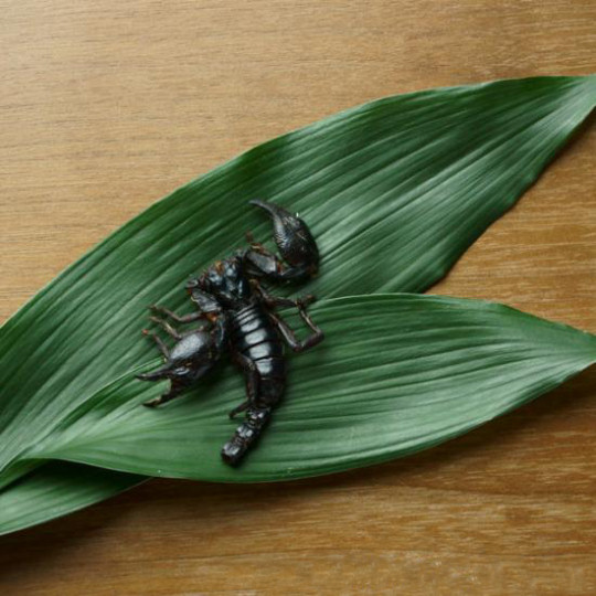 Takeo Tokyo Edible Black Scorpion - Giant Asian scorpion snack - Japan Trend Shop