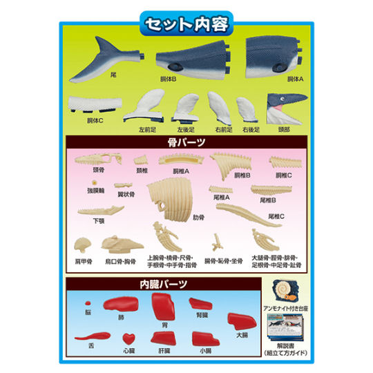 3D Mosasaurus Dissection Puzzle - Prehistoric creature educational toy - Japan Trend Shop