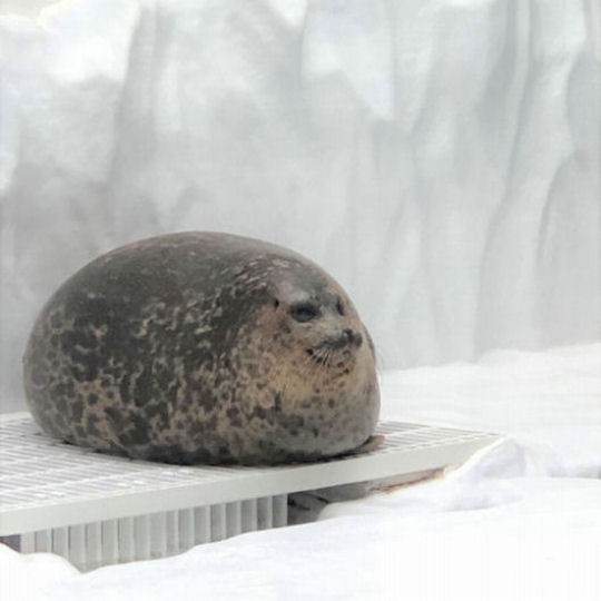Manju Puffy Yuki-chan Seal Pillow - Famous Osaka seal-shaped soft cushion - Japan Trend Shop