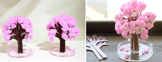 Magic Sakura Home Cherry Blossom Set of 3 - Grow-it-yourself, paper cherry blossom tree - Japan Trend Shop