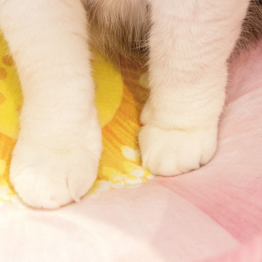 Cat Lotus Cushion - Buddhist theme pet bed - Japan Trend Shop