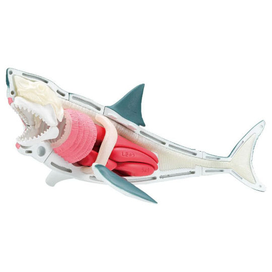 3D Great White Shark Dissection Puzzle - Realistic sea creature toy - Japan Trend Shop